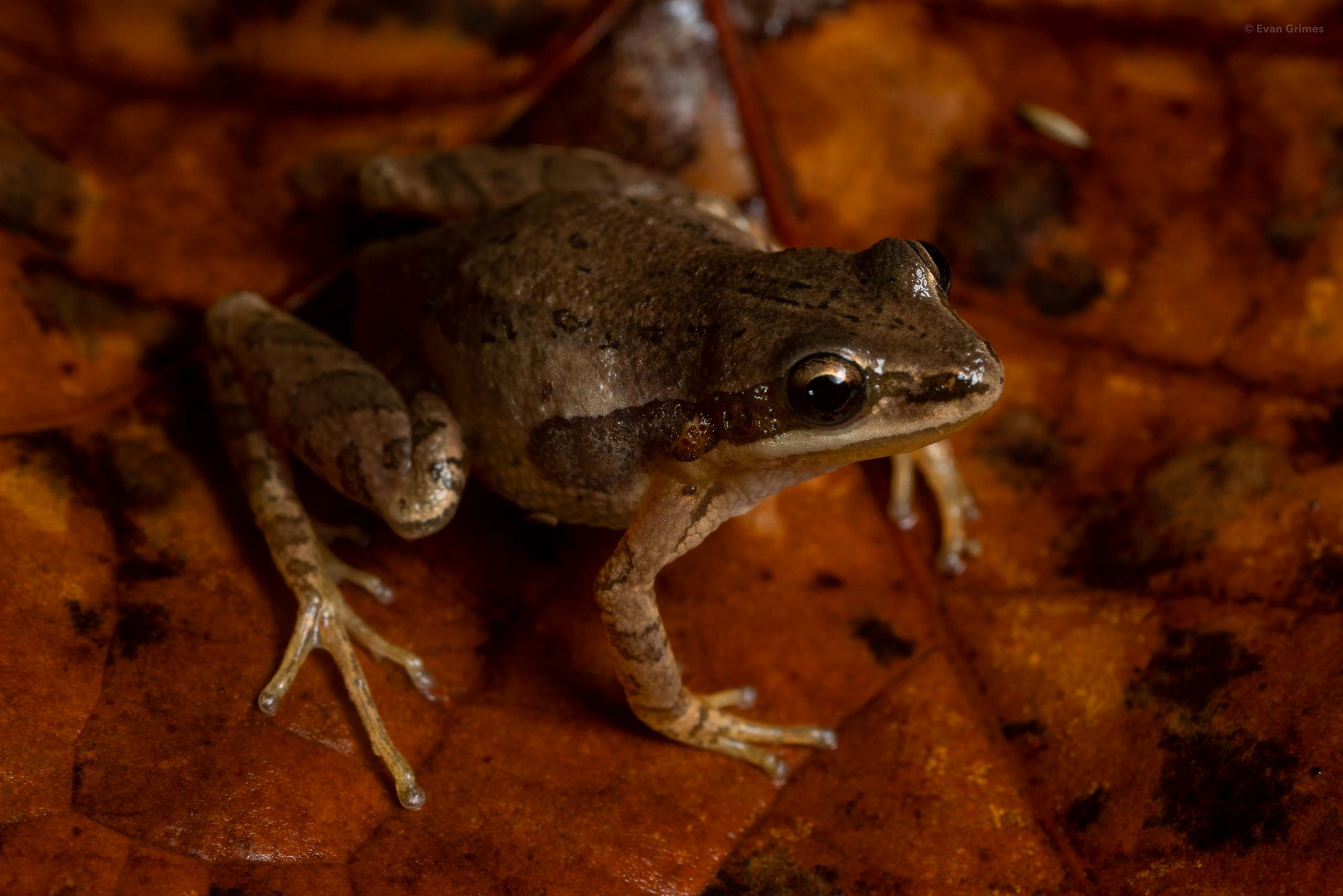 Cajun Chorus Frog Reptiles and Amphibians of Mississippi