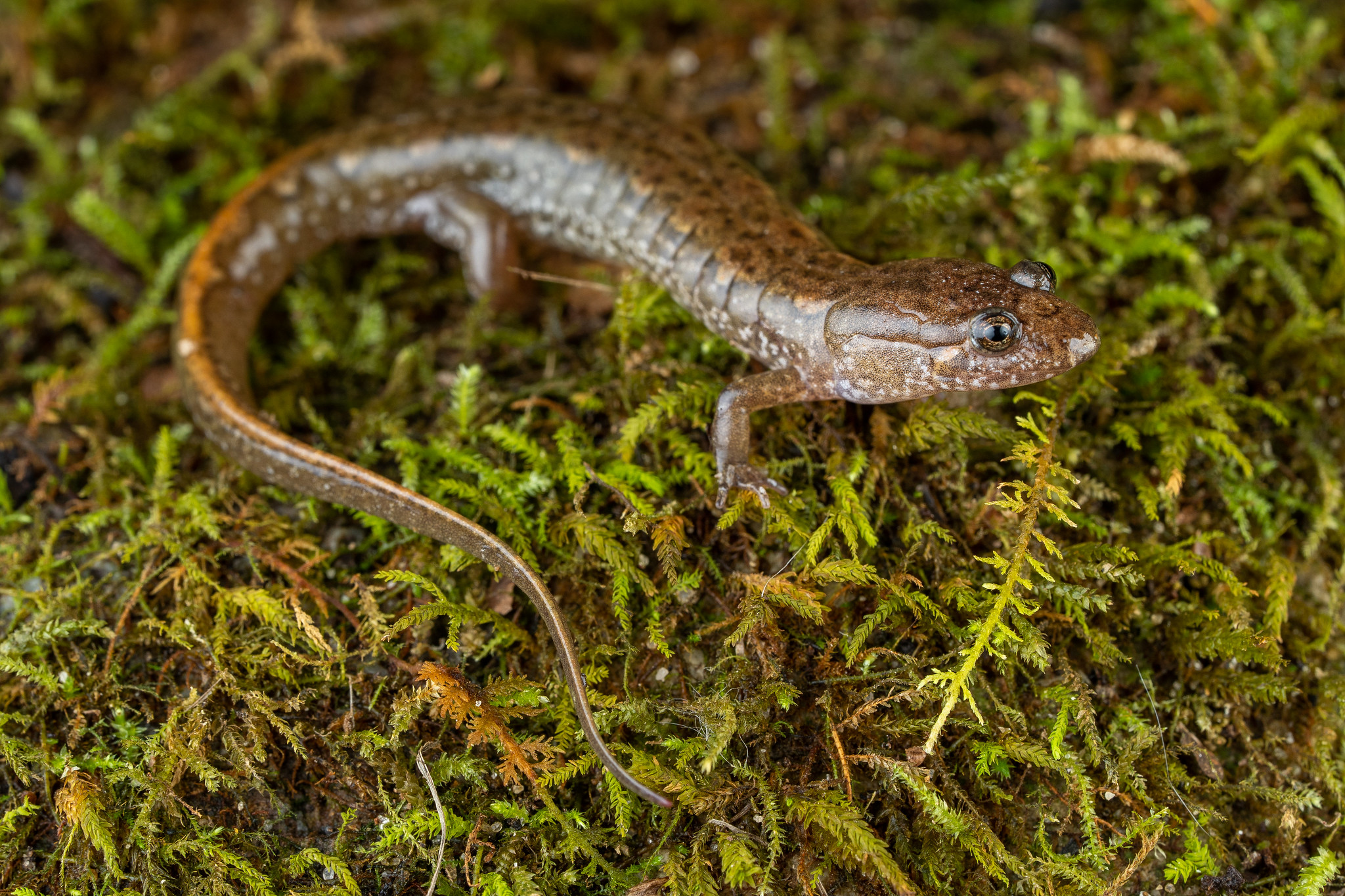 Spotted Dusky Salamander Reptiles and Amphibians of Mississippi