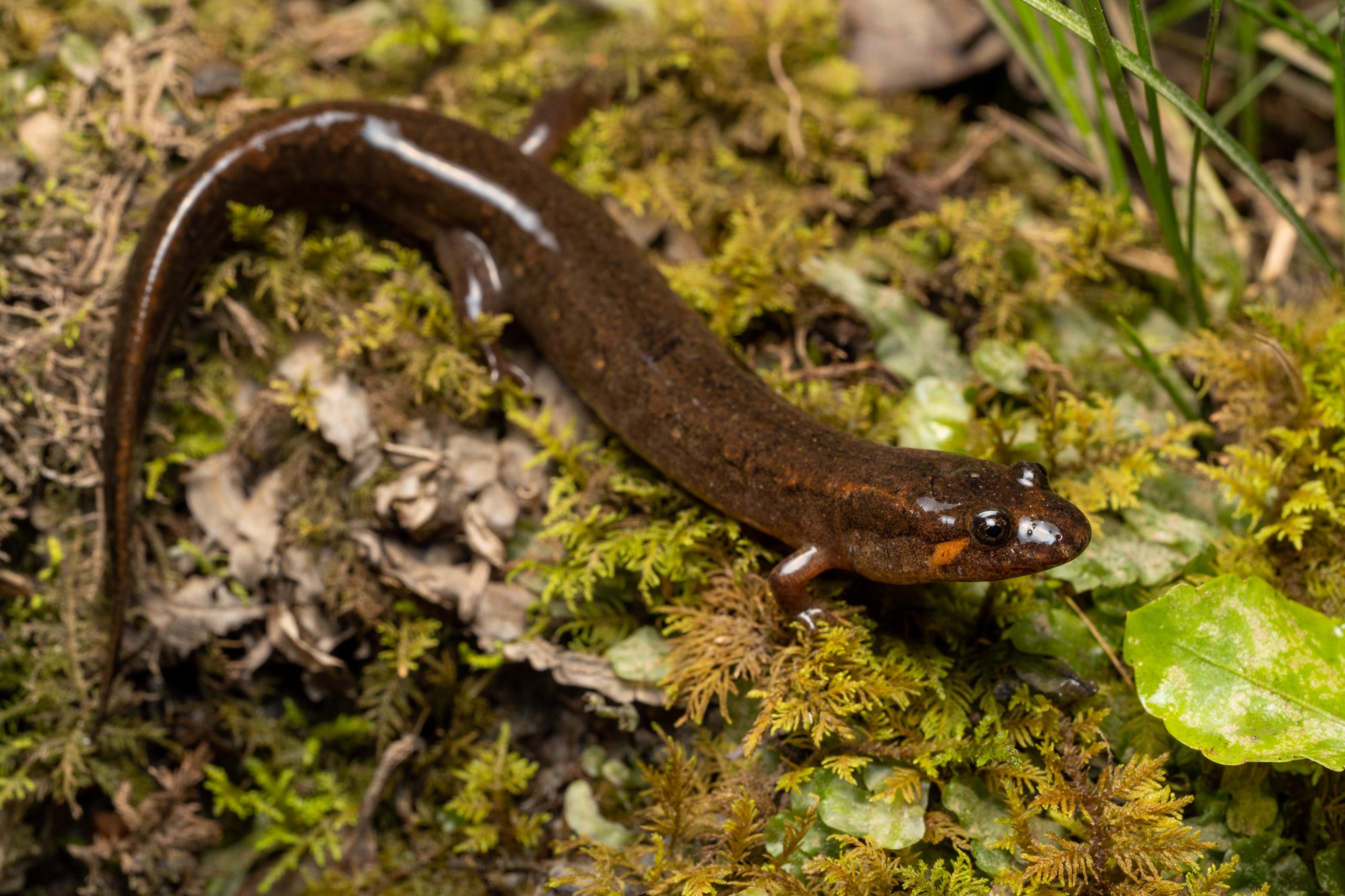 Southern Dusky Salamander