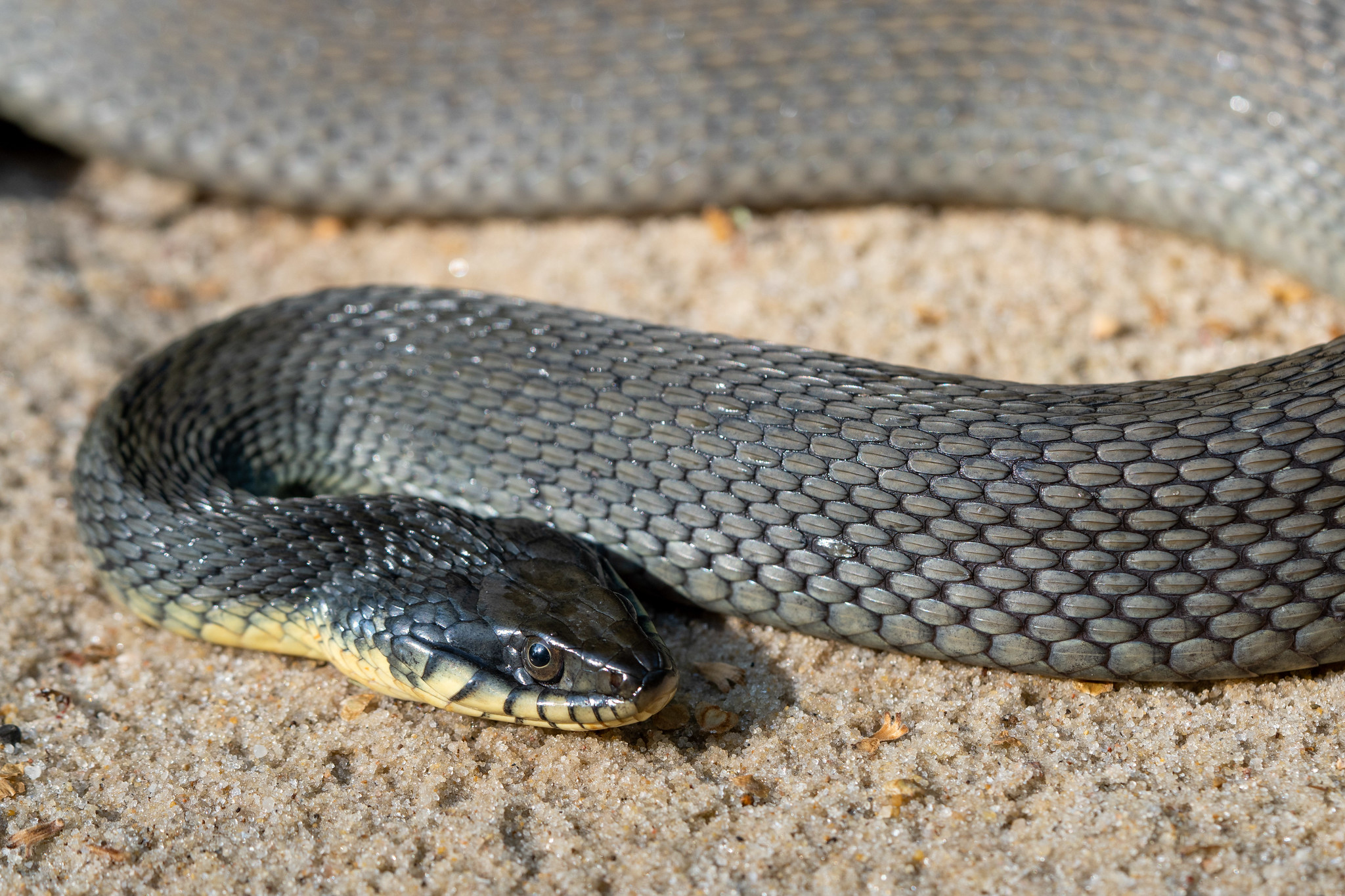 Plainbellied Watersnake Reptiles and Amphibians of Mississippi