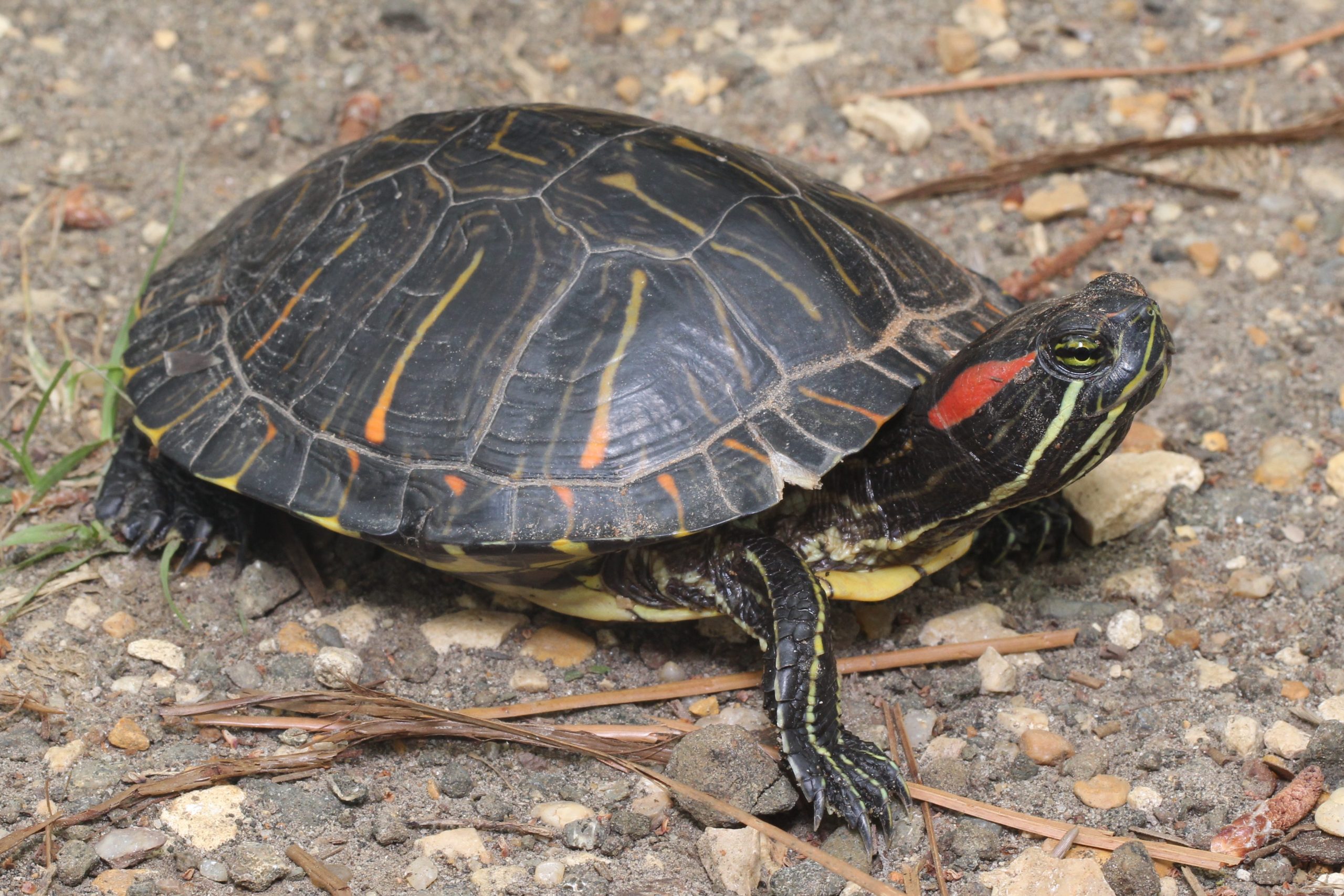 Pond Slider Reptiles and Amphibians of Mississippi