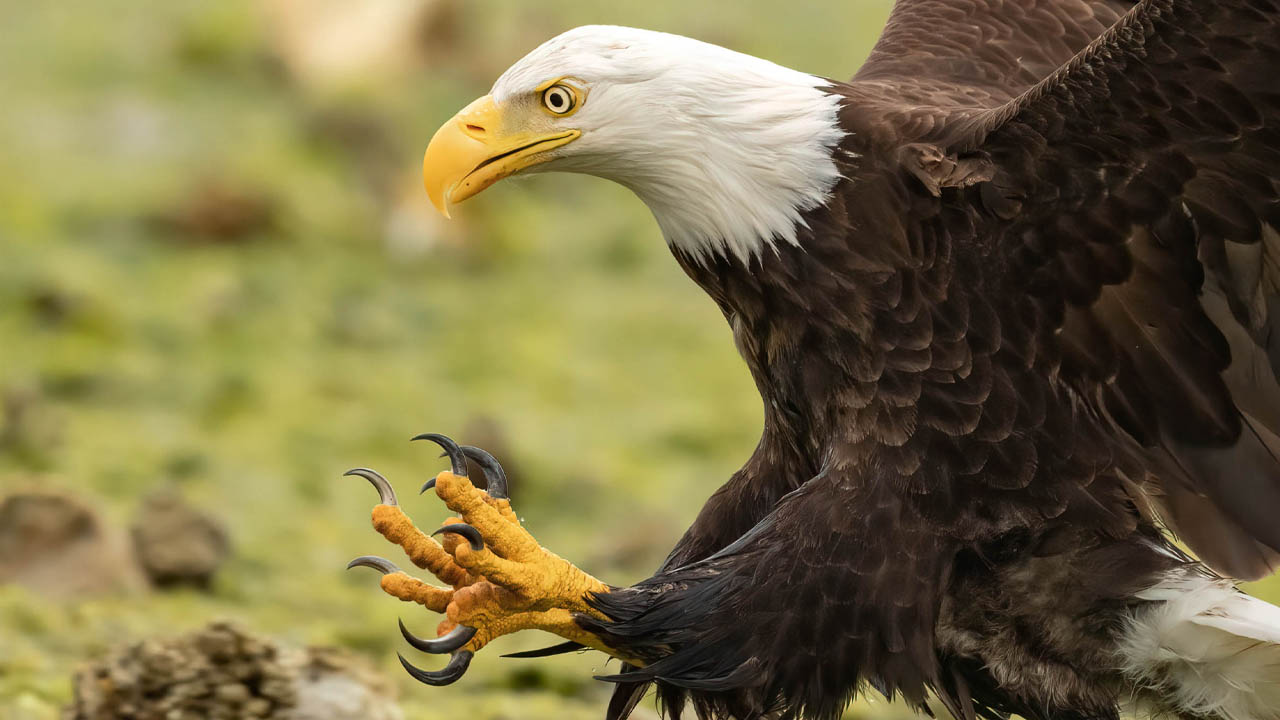 Q&A7 Sony A1 Setup Guide The Perfect Shutter Speed Disable Image