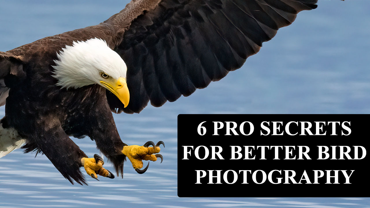 6 Pro Secrets for Better Bird Photography with Sony Mirrorless Cameras