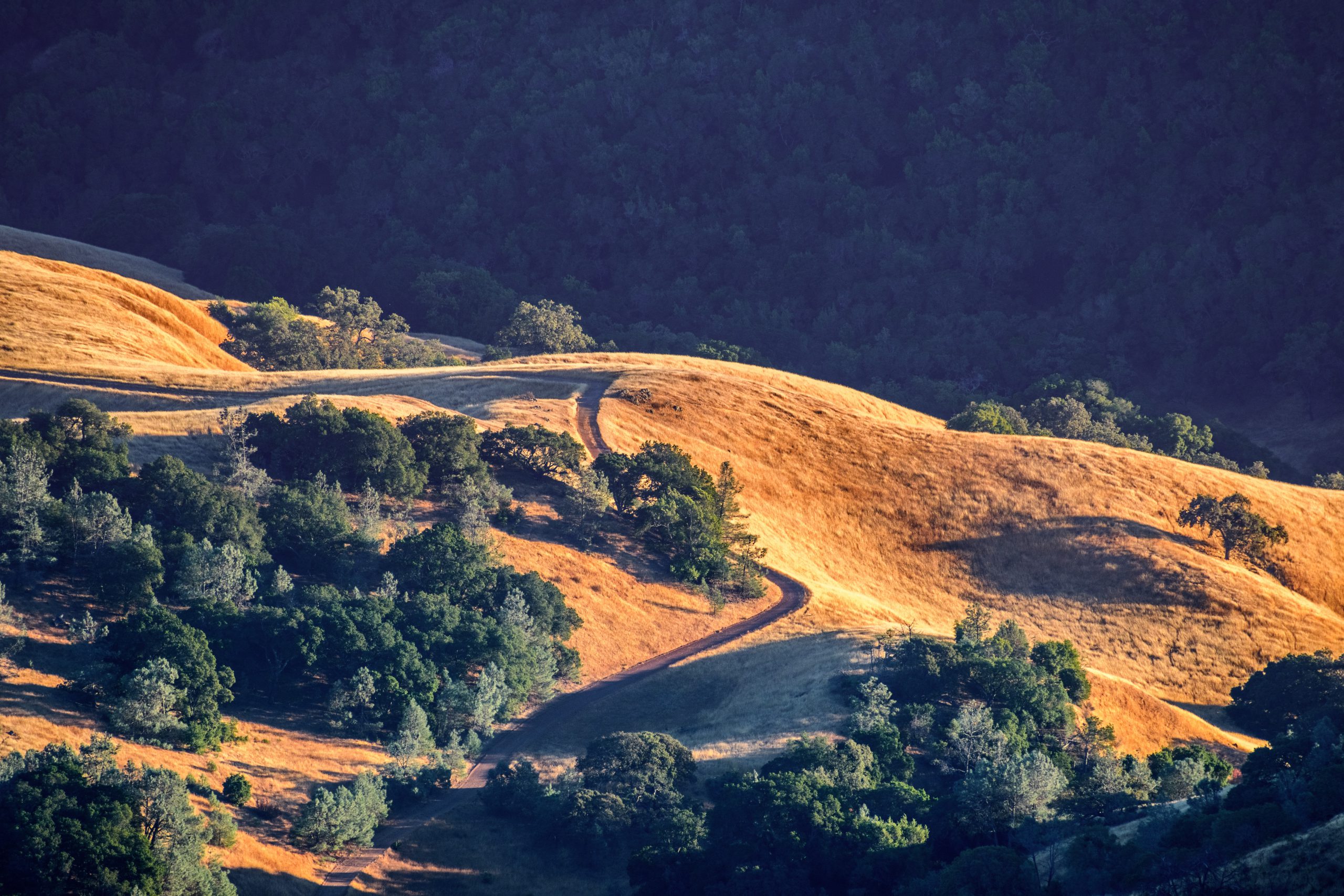 Golden hills bathed in a sunset light, Mt Diablo state park, San