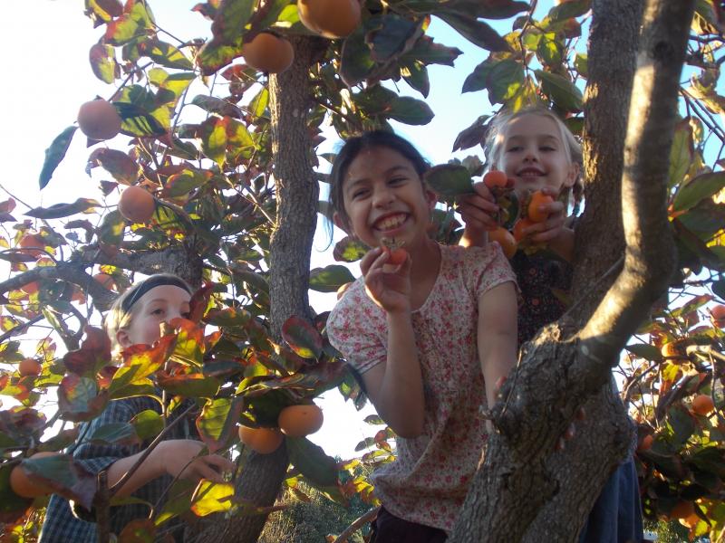 The Morning Star Ranch Our Organic Farm