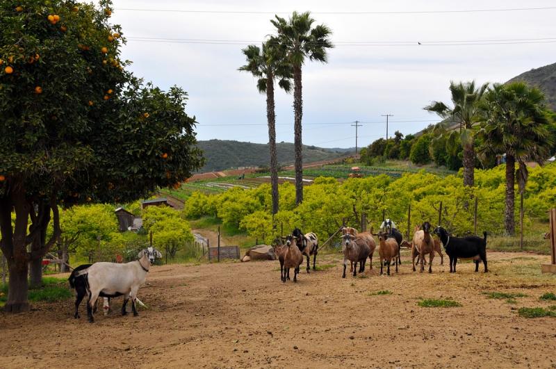 The Morning Star Ranch Our Organic Farm
