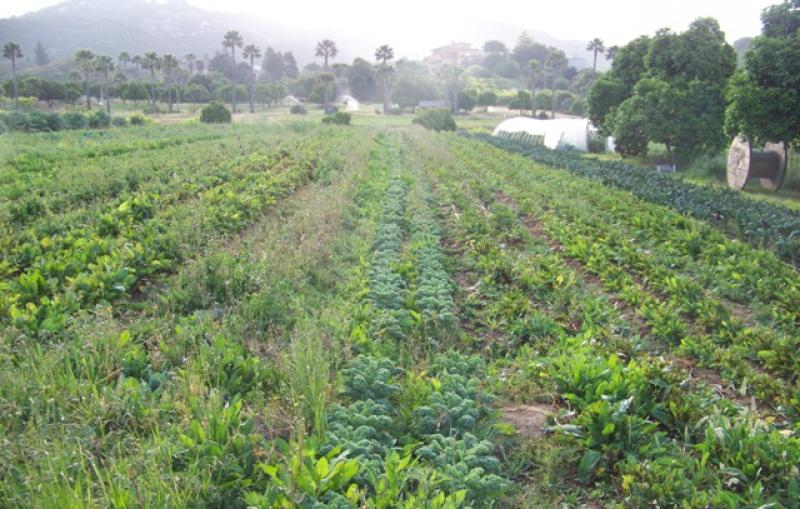 The Morning Star Ranch Our Organic Farm