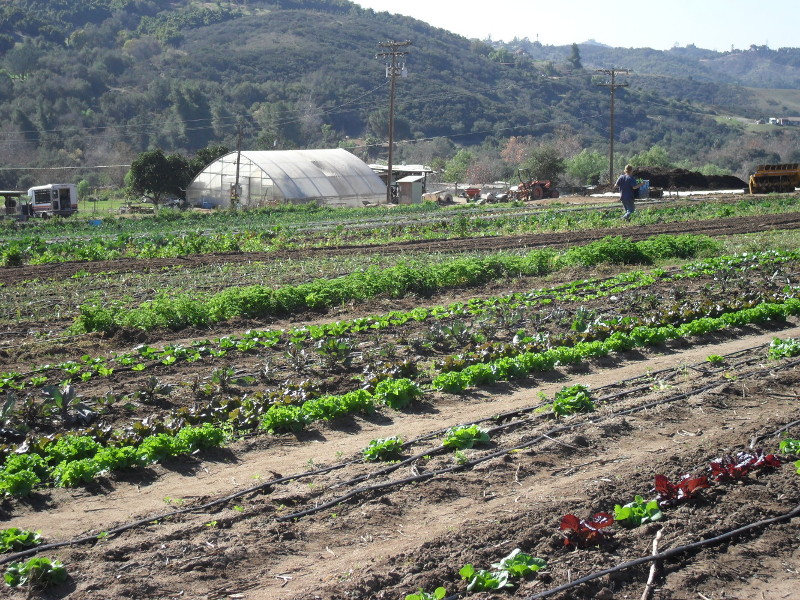 The Morning Star Ranch Our Organic Farm
