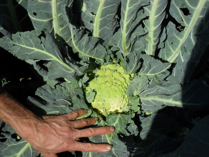 The Morning Star Ranch Our Organic Farm