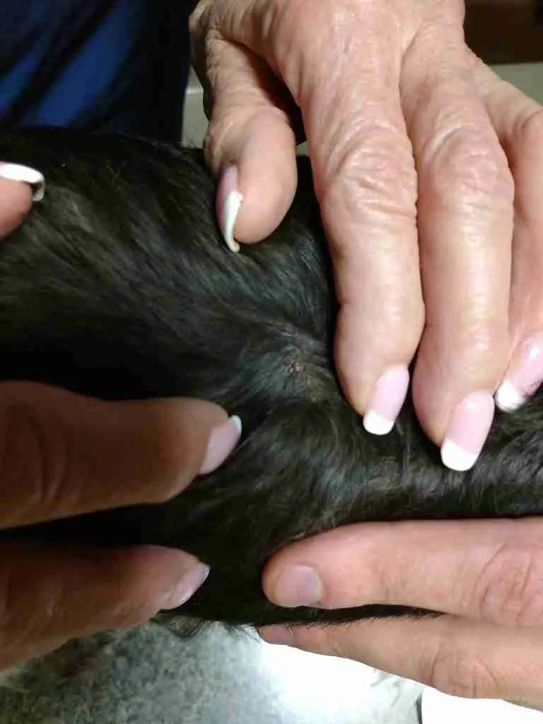 Schnauzer Bumps MSRNT Miniature Schnauzer Rescue of North Texas