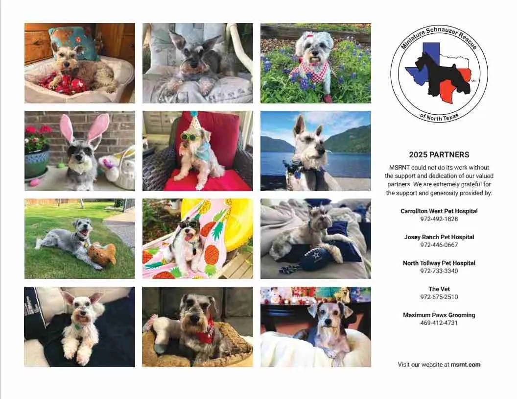 Golden Retriever online Puppies AKC