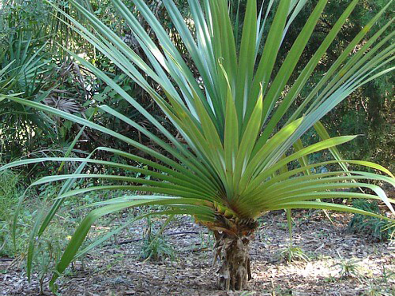 Reviving the Screw pine handicrafts sector MSSBG