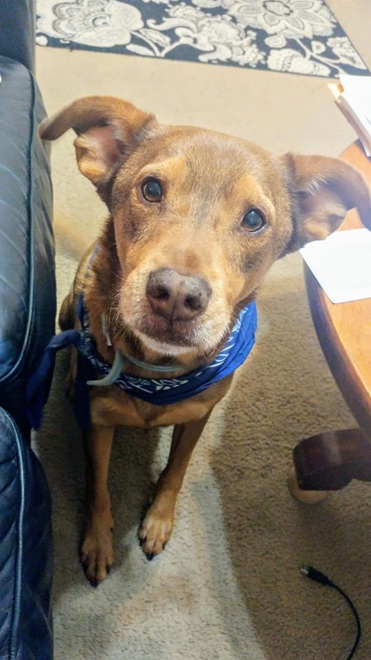 Animal Care job titles and descriptions. MSU