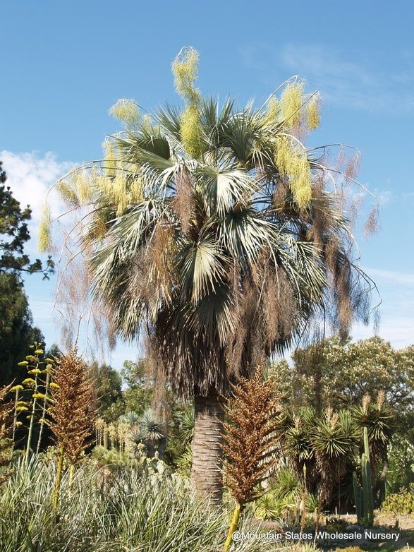 Brahea armata (Mexican Blue Palm) Mountain States Wholesale Nursery