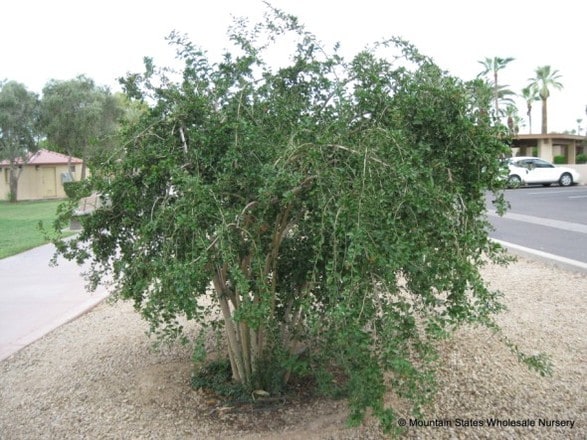 Ehretia rigida (Puzzle Bush) Mountain States Wholesale Nursery