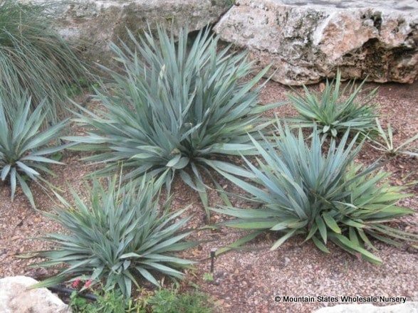 Yucca pallida (Pale Leaf Yucca) Mountain States Wholesale Nursery