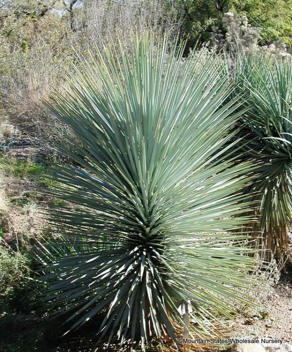 Yucca rigida (Blue Yucca) Mountain States Wholesale Nursery