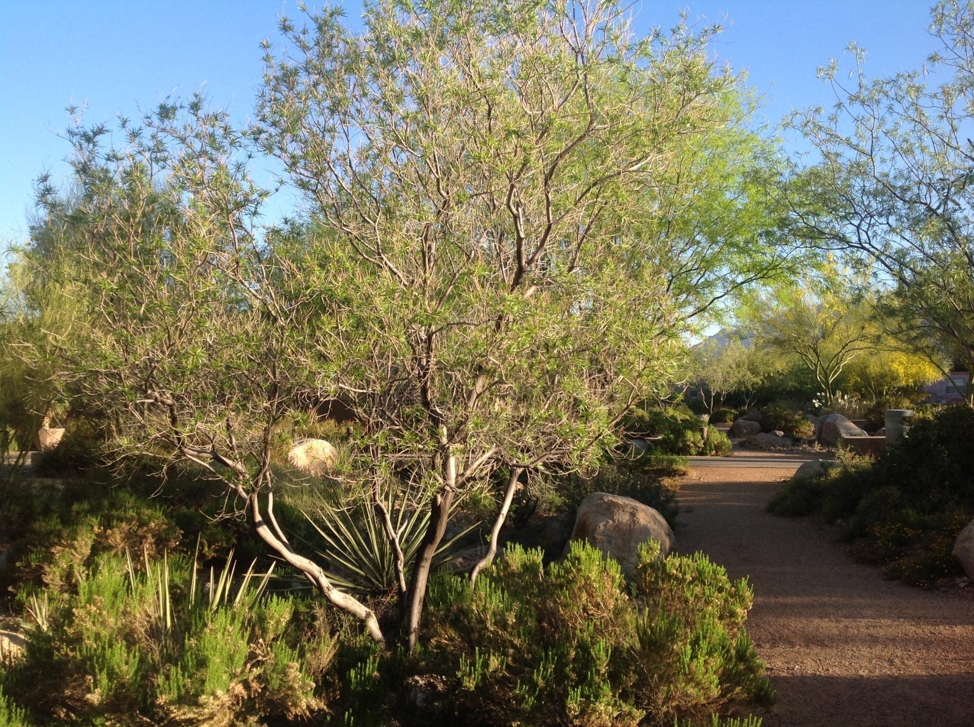 are desert willow trees messy Myrl Russ