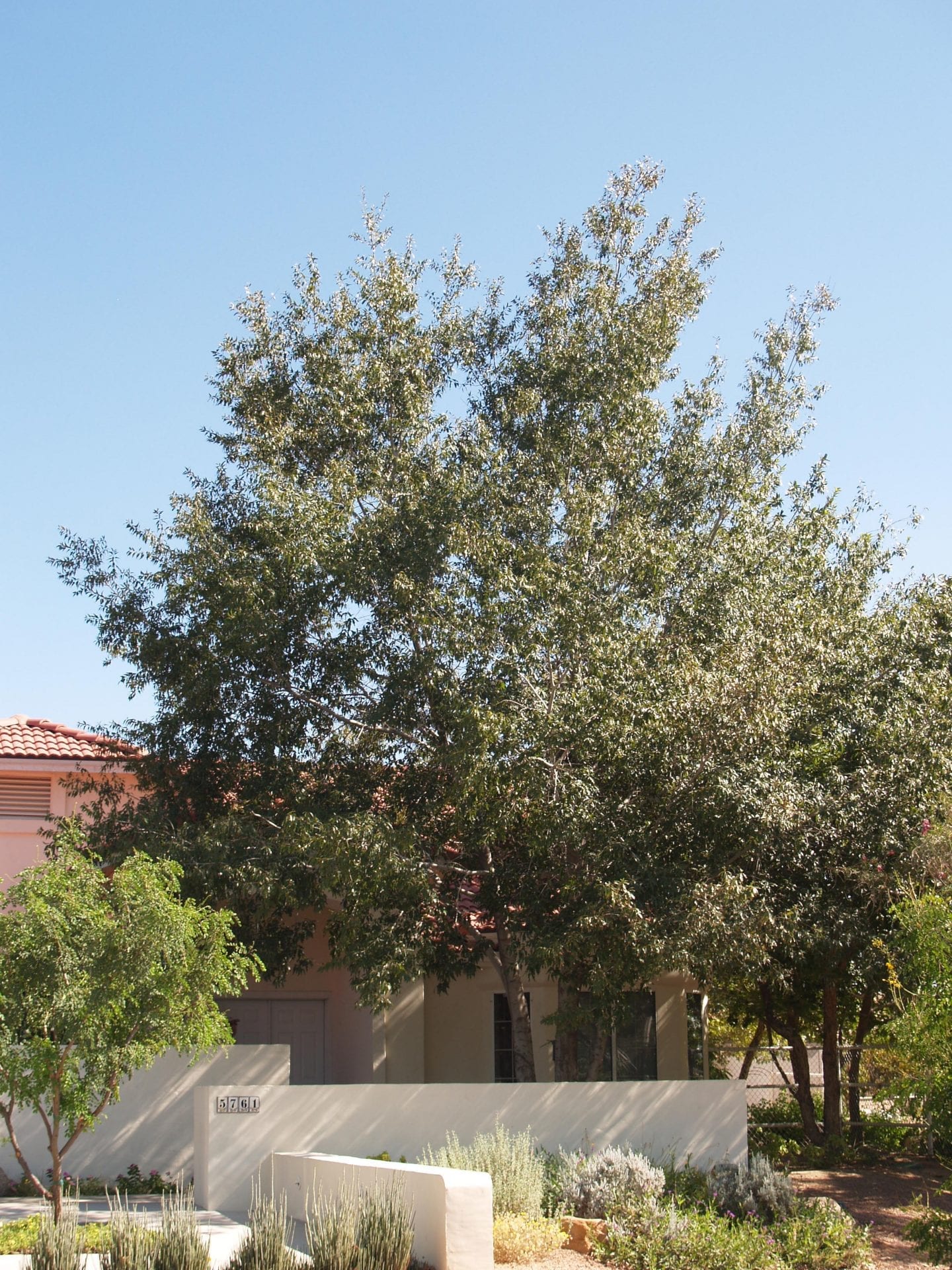 Quercus canbyi (Canby Oak, Sierra Oak) Mountain States Wholesale Nursery