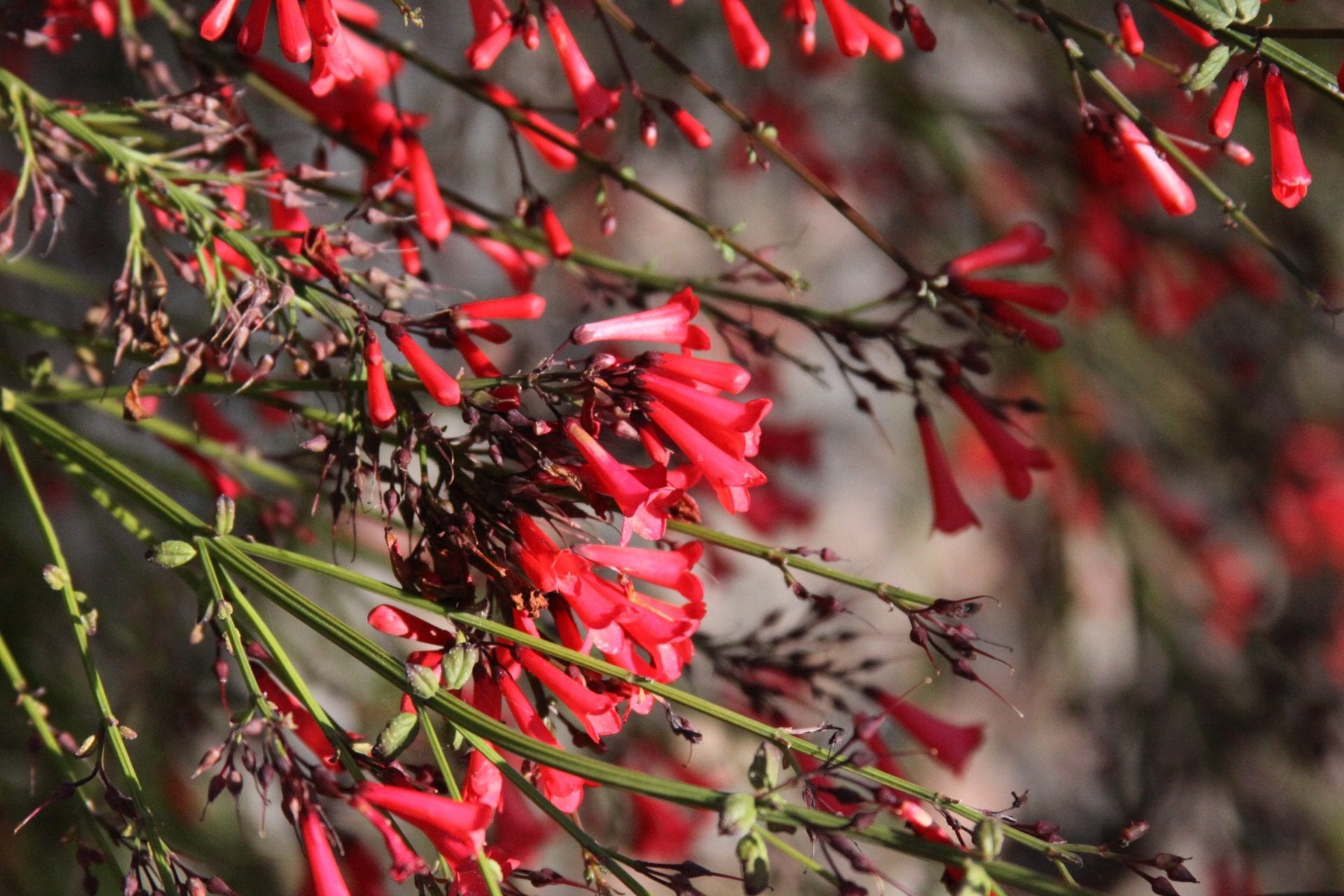 Russelia X St. Elmo's Fire™ (Red Firecracker Plant) Mountain States