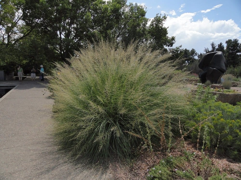 Sporobolus wrightii (Giant Sacaton) Mountain States Wholesale Nursery