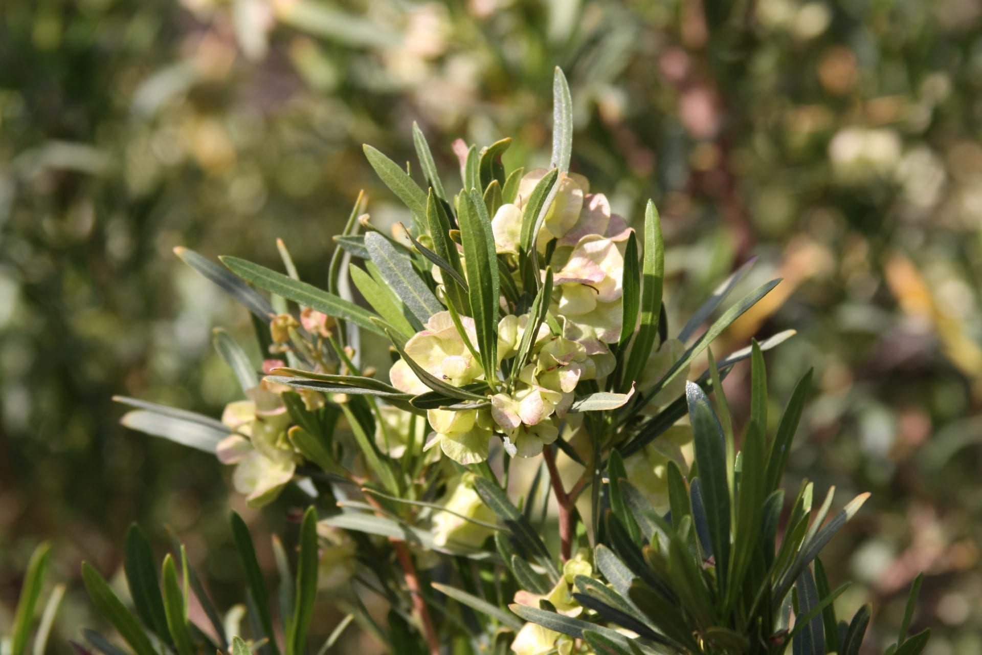 Dodonaea viscosa (Hop Bush) Mountain States Wholesale Nursery