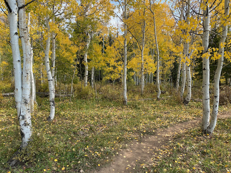 Slate Creek Loop Kamas, Utah (Uintas) MTBKR