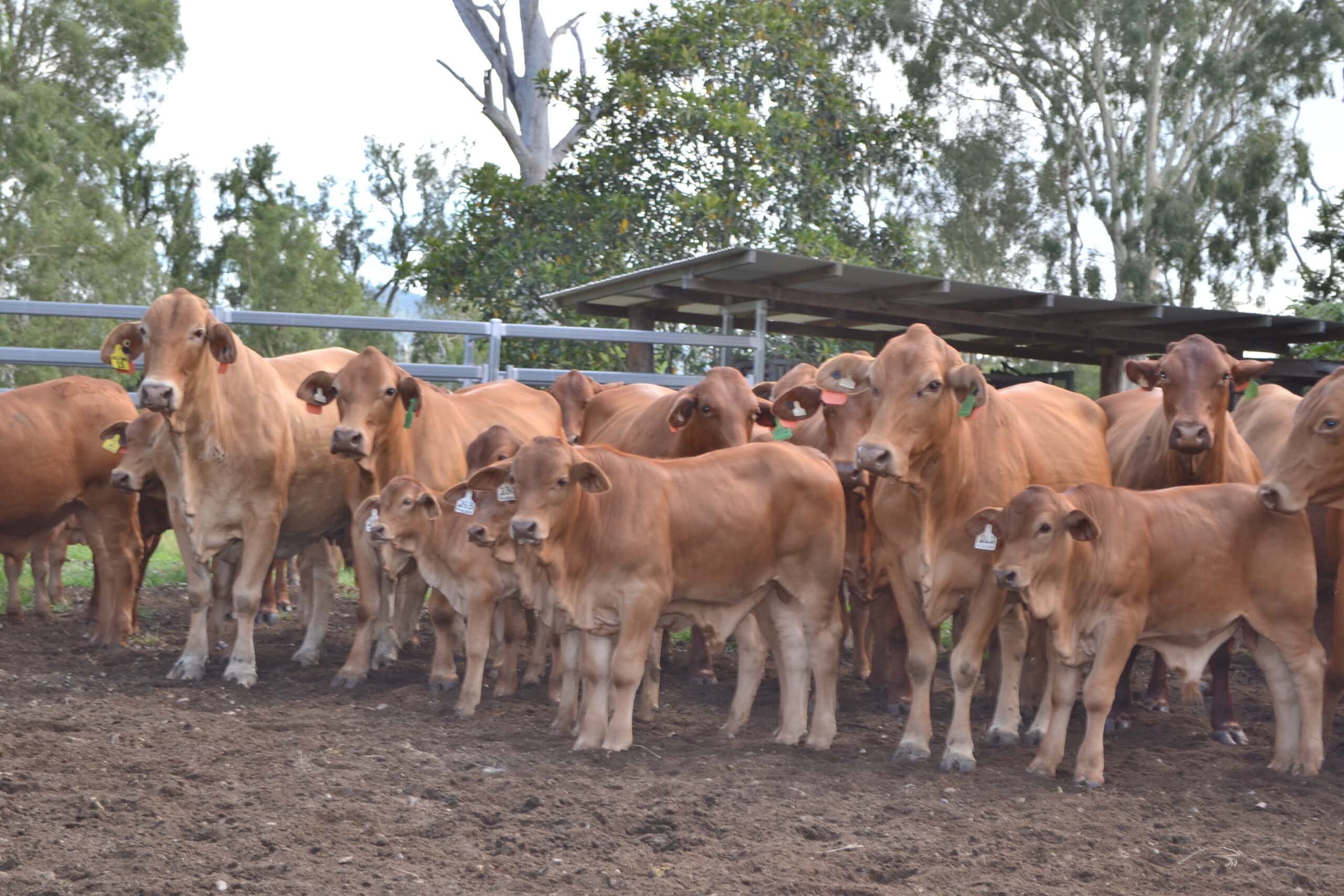 Cattle Mt Brisbane Droughtmasters