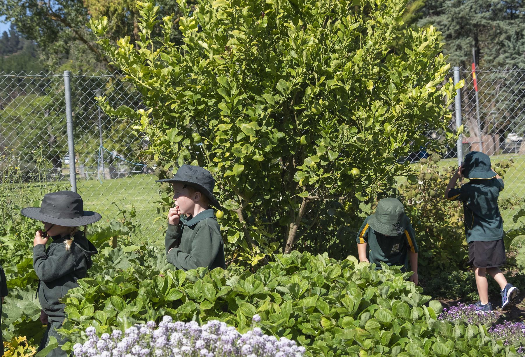 Mount Burr Primary School Department for Education
