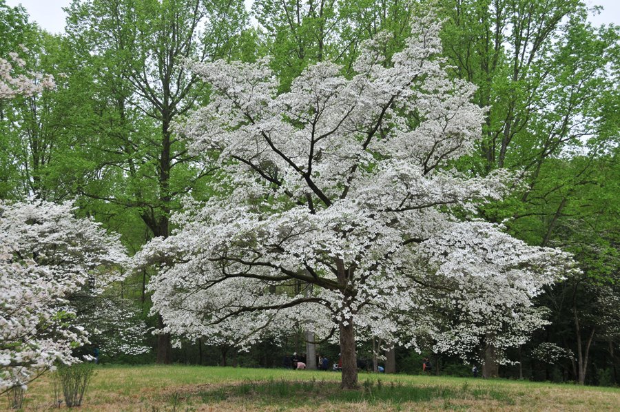 Can Dogwood Trees Grow In Full Sun