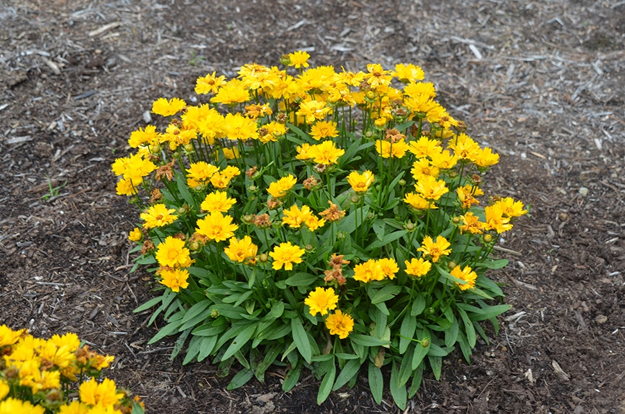 Coreopsis Grandiflora vlr.eng.br