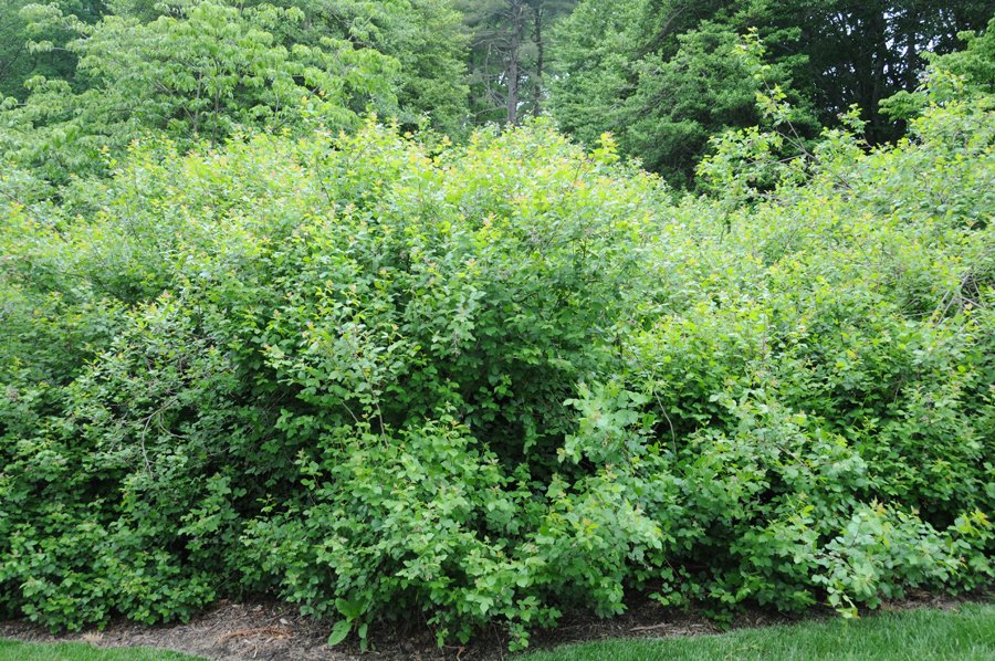 Mt. Cuba Center Rhus_aromatica_1 Mt. Cuba Center