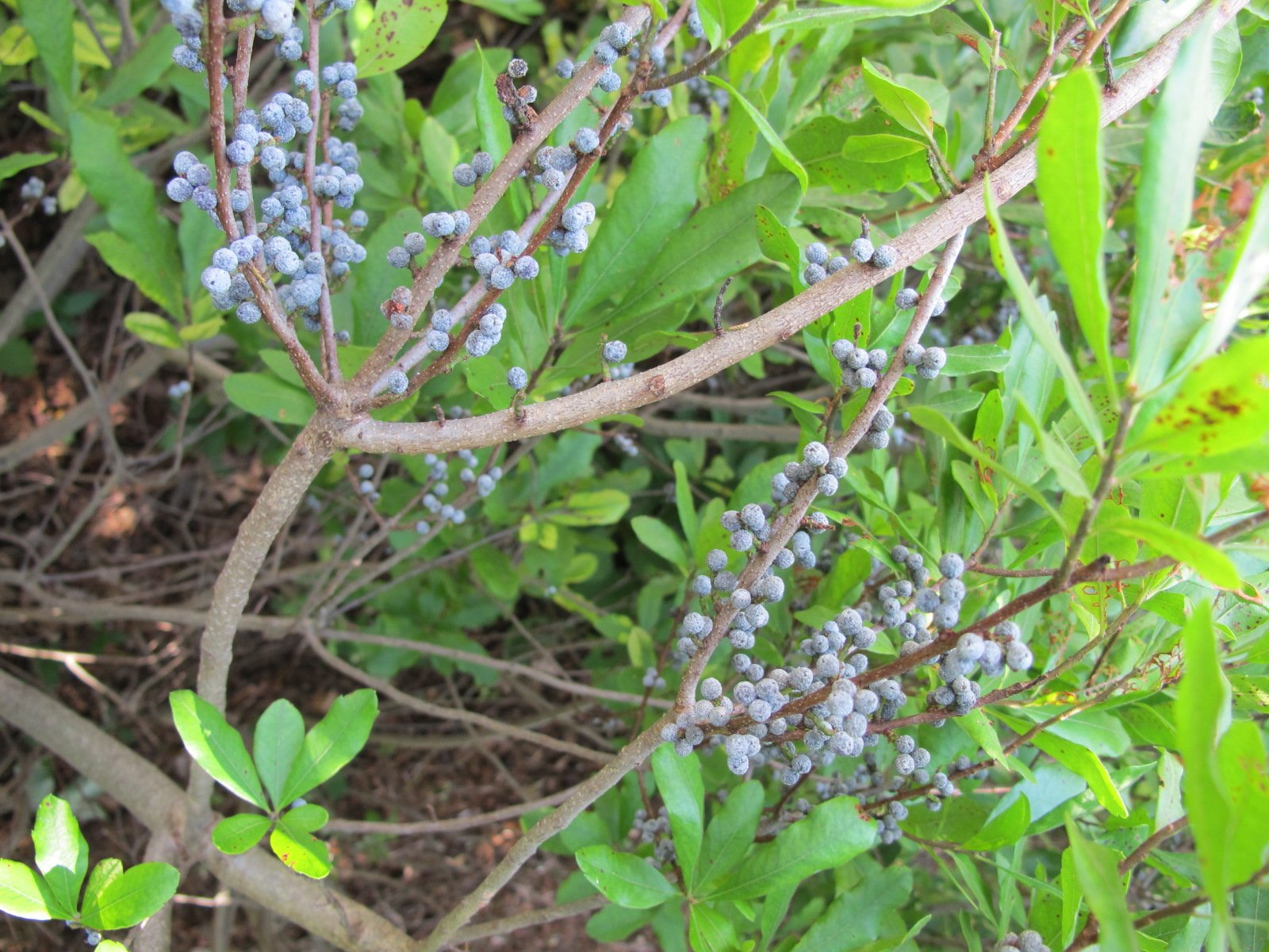 Mt. Cuba Center Homemade Bayberry Candles Mt. Cuba Center