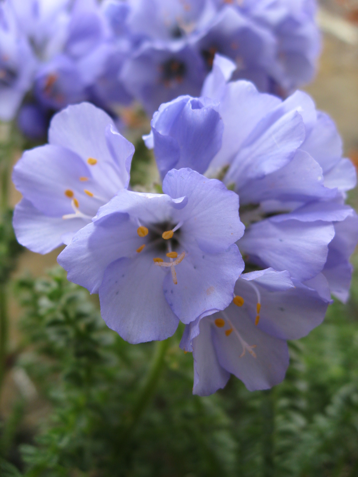 High Altitude Flower mtekk's Crib