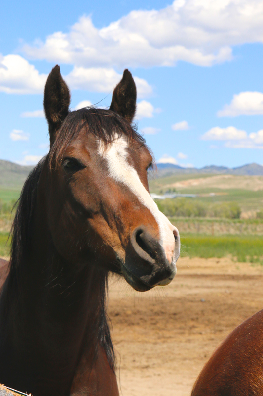Tour Our Facility Montana Equine