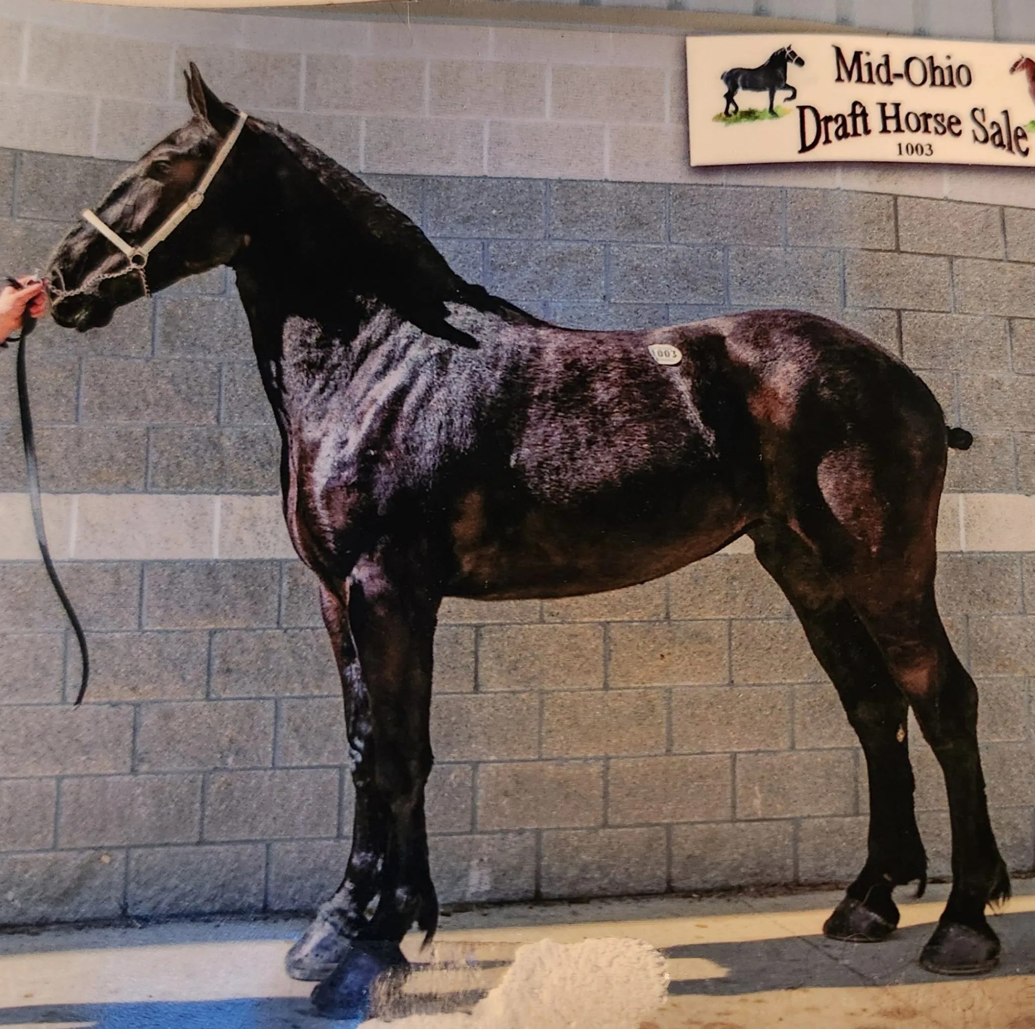 Mid Ohio Draft Horse Sale Mt. Hope Auction