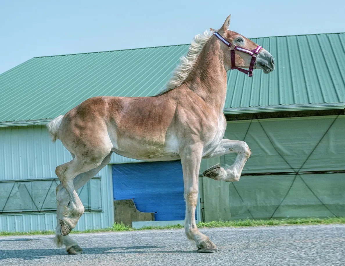 Summer Carriage & Draft Horse Sale Mt. Hope Auction