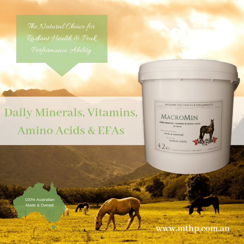 Sweet Relief Supporting Your Itchy Horse Medicine Tree Health