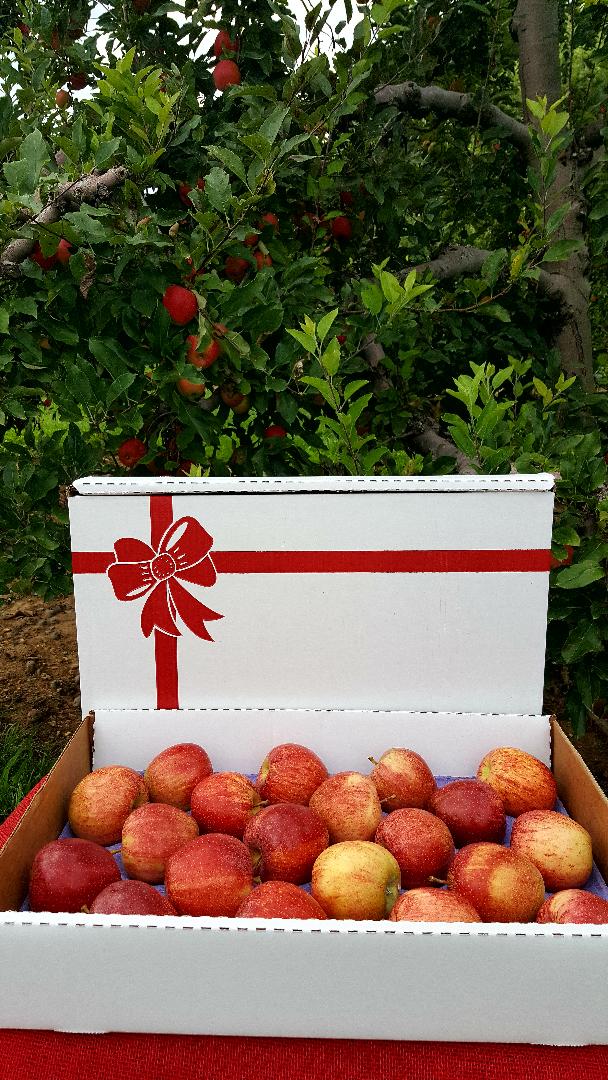 How to Measure Fresh Apples — Mountain Fresh Orchards