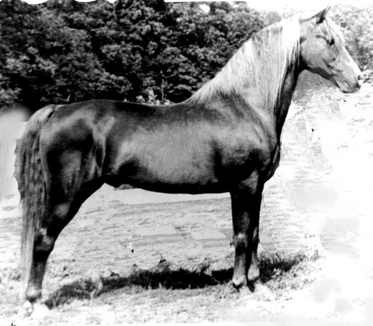 Mountain Top Spring Lake breeding classic type