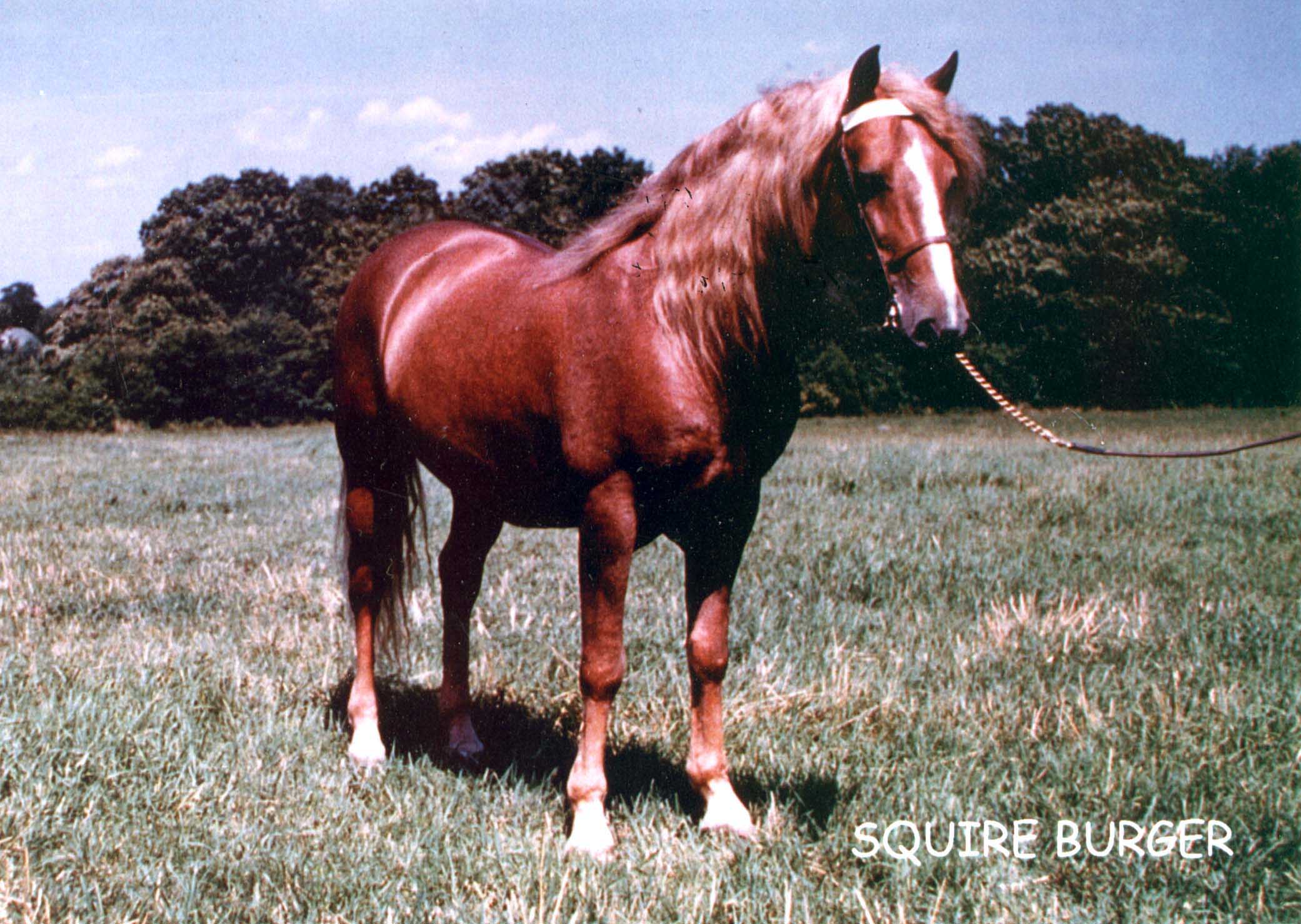 Mountain Top Spring Lake breeding classic type