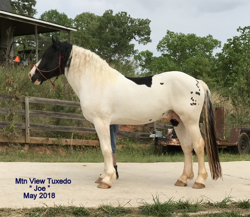 Spotted Draft Homozygous STALLION 1 Spotted Draft Horses, Click here