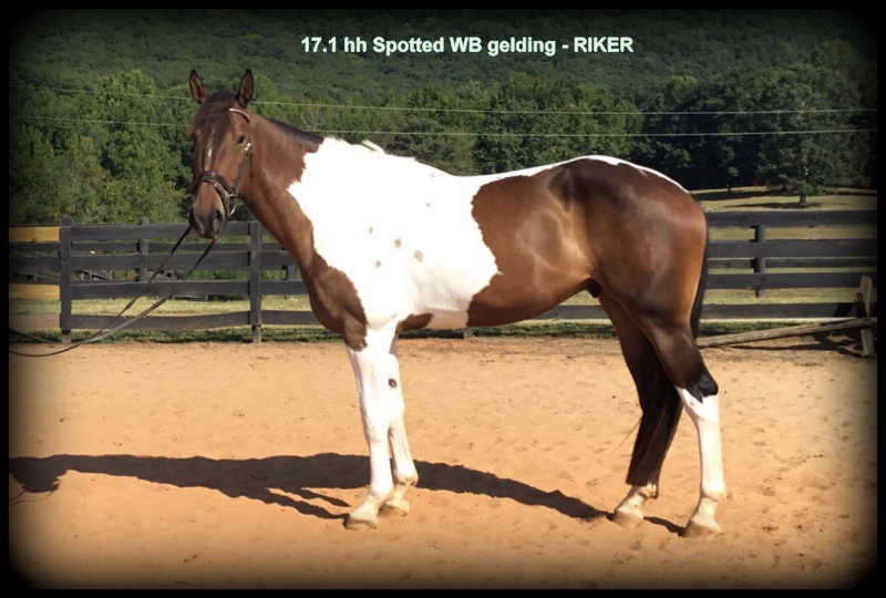 FOALS For Sale 1 Spotted Draft Horses, Click here to find Your Next