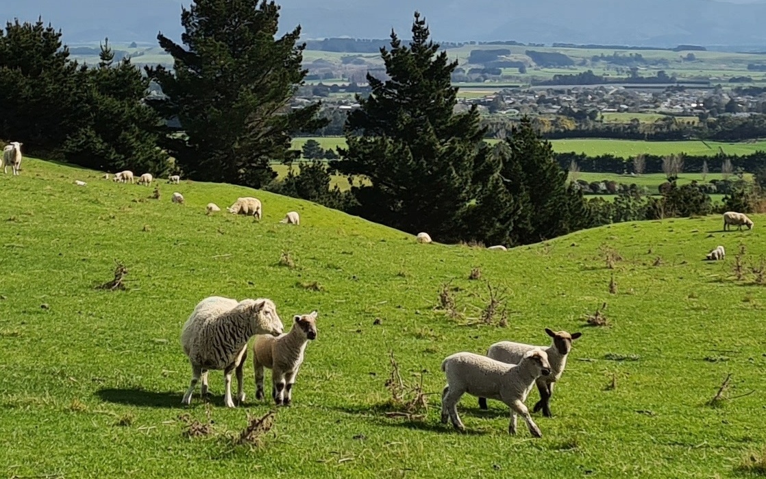 Tips for Camping in the Wind Martinborough TOP 10 Holiday Park