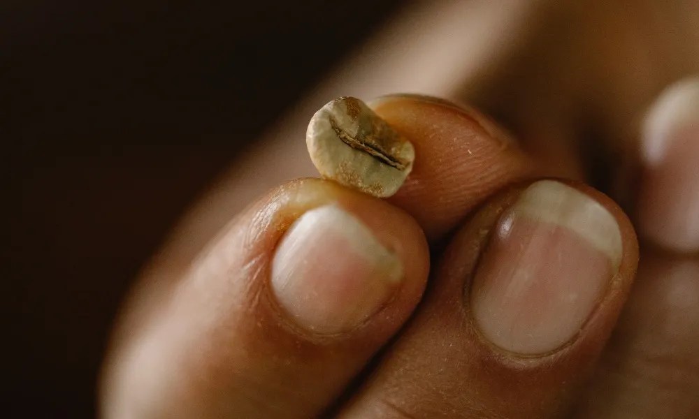 Quaker coffee beans everything a roaster needs to know