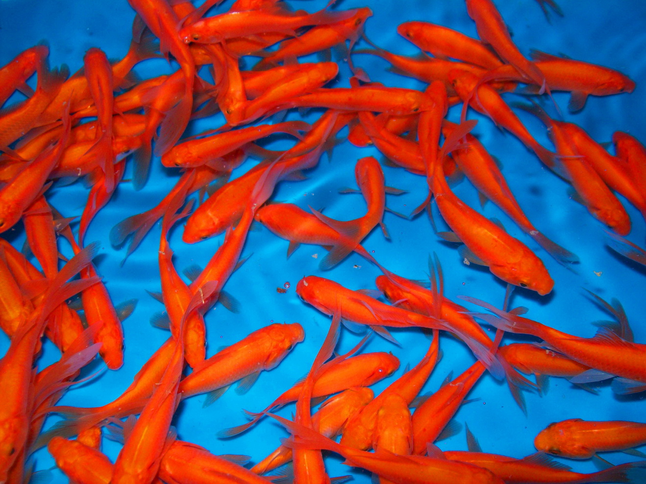 SingleTailed Mt. Parnell Fisheries, Inc.