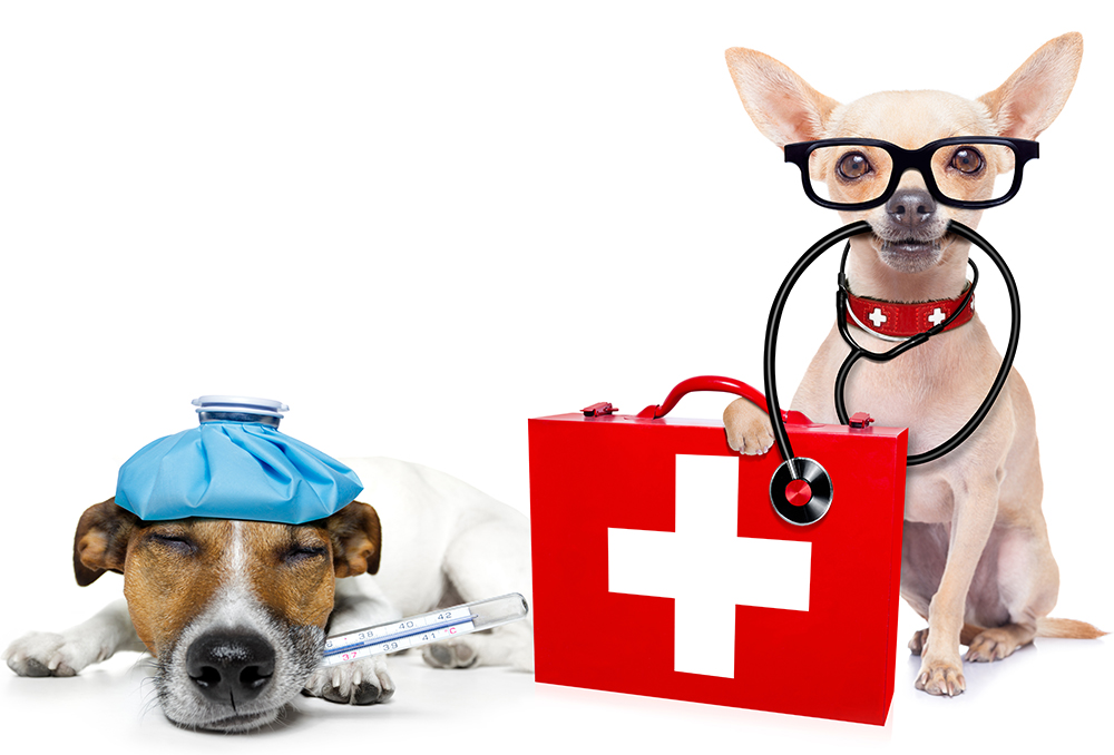 Mount Pleasant, SC Veterinarians & Animal Hospitals Mt Pleasant Pets