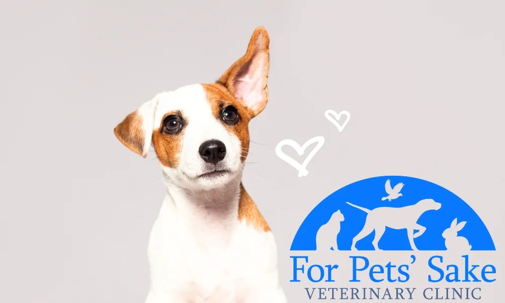 Warren Eye Care Mount Pleasant Local