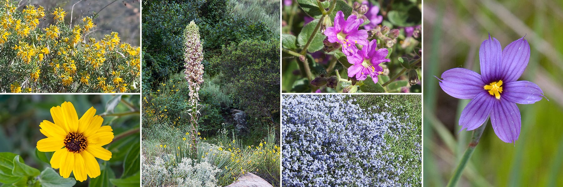 California Native Plant Sale Mission Trails Regional Park
