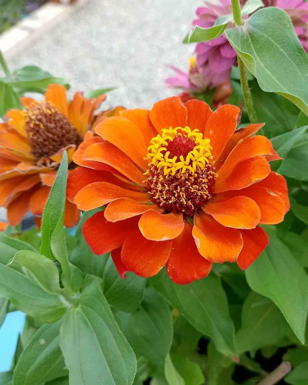 Zinnia Orange Mountain Top Seed Bank